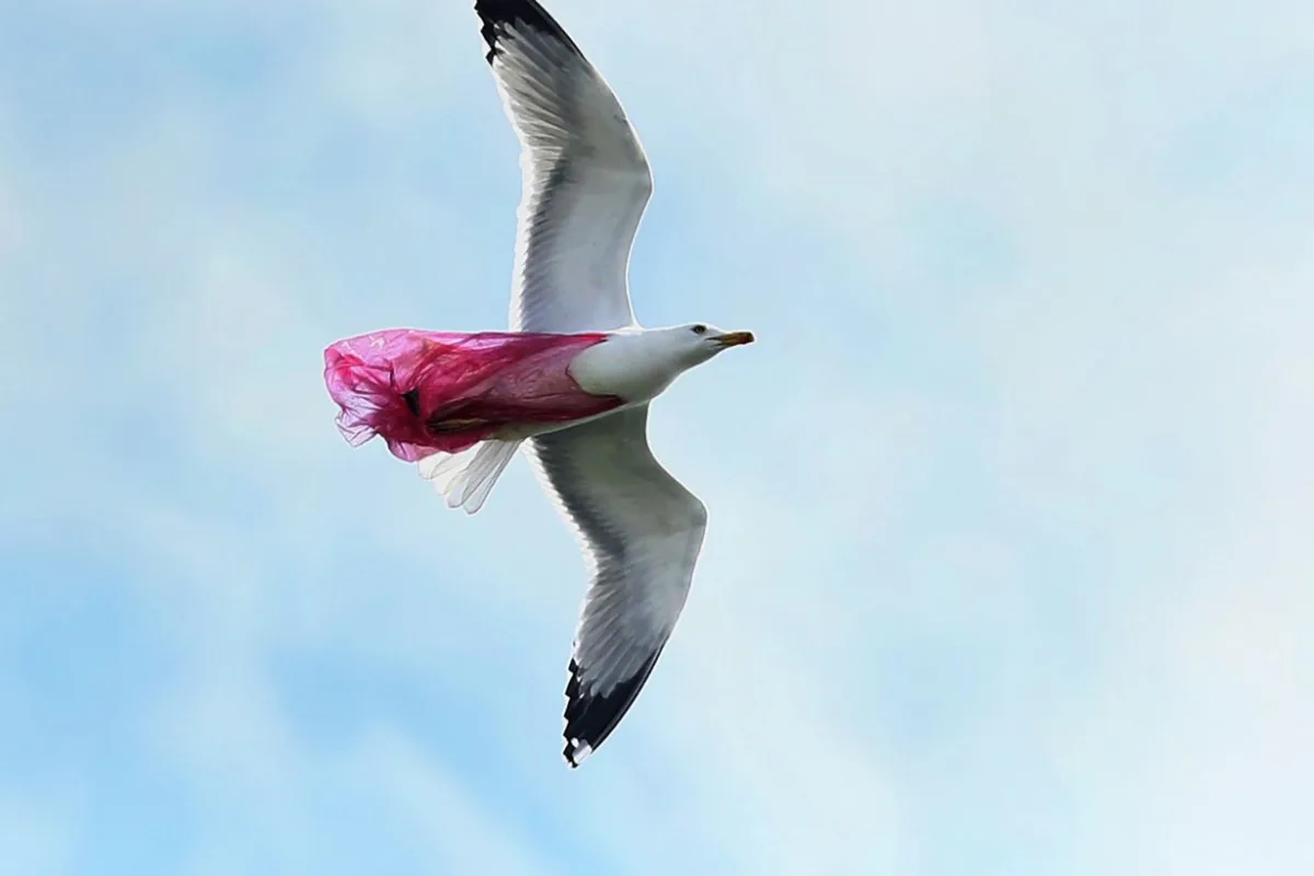 Ασημόγλαρος στον ουρανό της Αττικής τυλιγμένος σε σακούλα…
