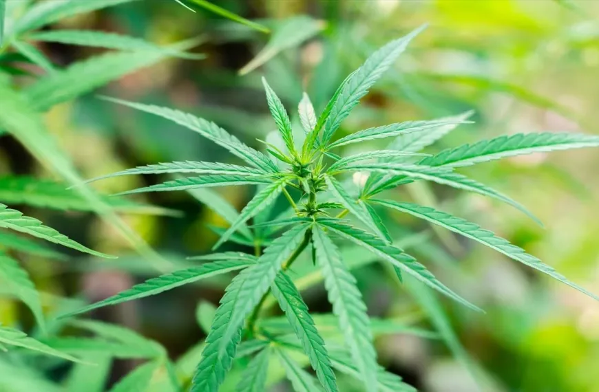 Γερμανία: Η Bundestag νομιμοποίησε την κάνναβη