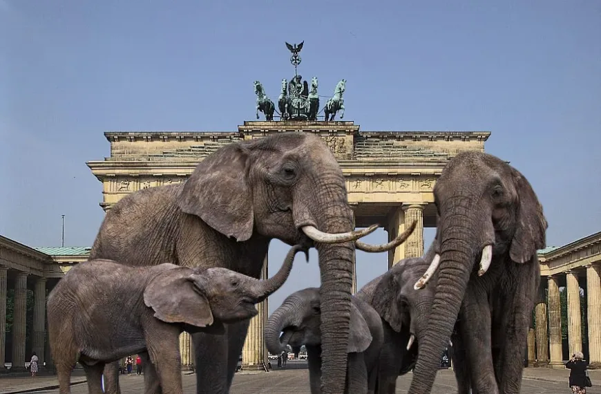 Θα μπορούσε η Γερμανία να φιλοξενήσει 20.000 ελέφαντες από τη Μποτσουάνα;