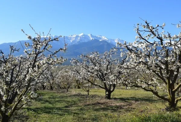 «Μιλήστε» με τα…κλικ σας για τις ανθισμένες κερασιές της Πιερίας