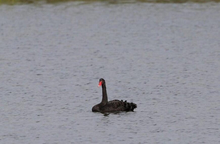 Μαύρος κύκνος στο Δέλτα του Έβρου