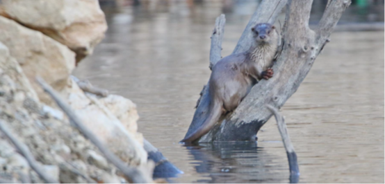 Η ΔΕΗ ιδρυτικό μέλος στη διεθνή πρωτοβουλία “Συμμαχία για τη Βιώσιμη Διαχείριση&hellip;