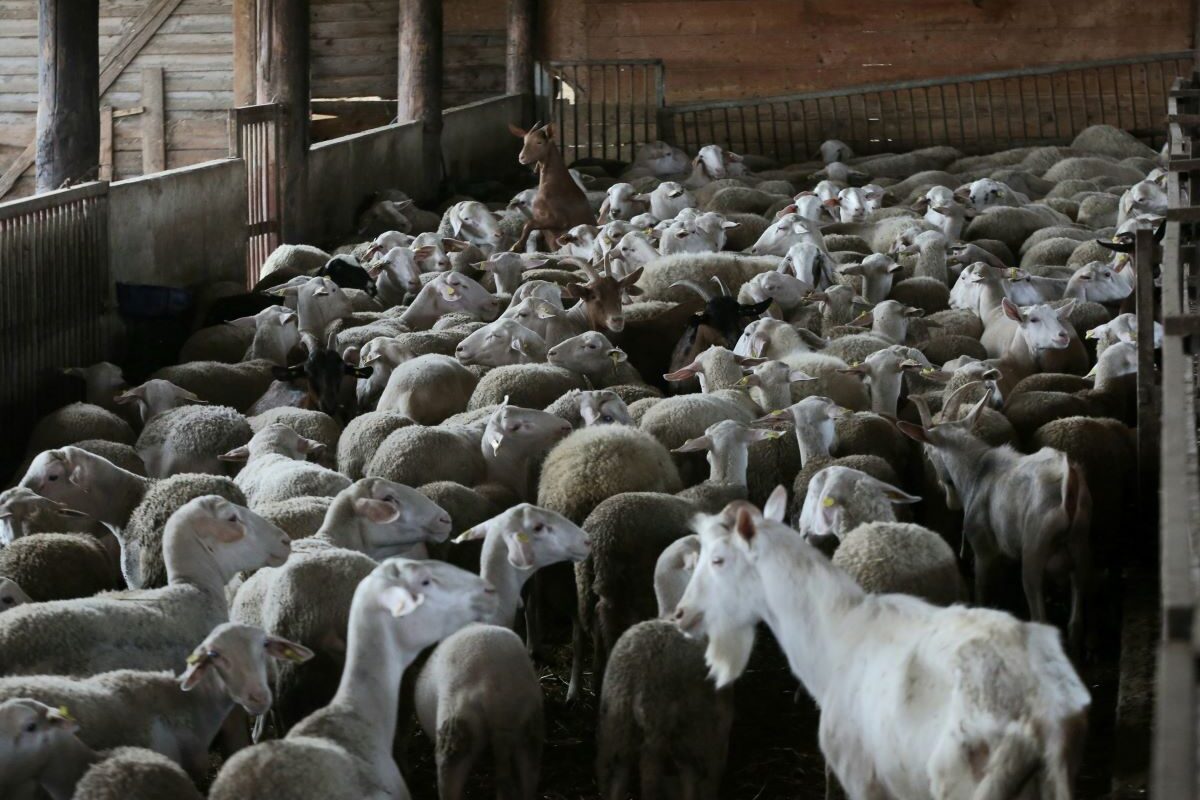 Καταρρέει η ελληνική κτηνοτροφία από την ευλογιά – Απώλειες 350 εκατ. και εκατοντάδων&hellip;