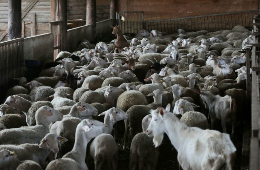 Καταρρέει η ελληνική κτηνοτροφία από την ευλογιά – Απώλειες 350 εκατ. και&hellip;