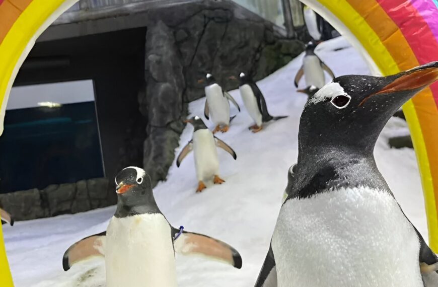 Σφεν: Πέθανε ο διάσημος γκέι πιγκουίνος