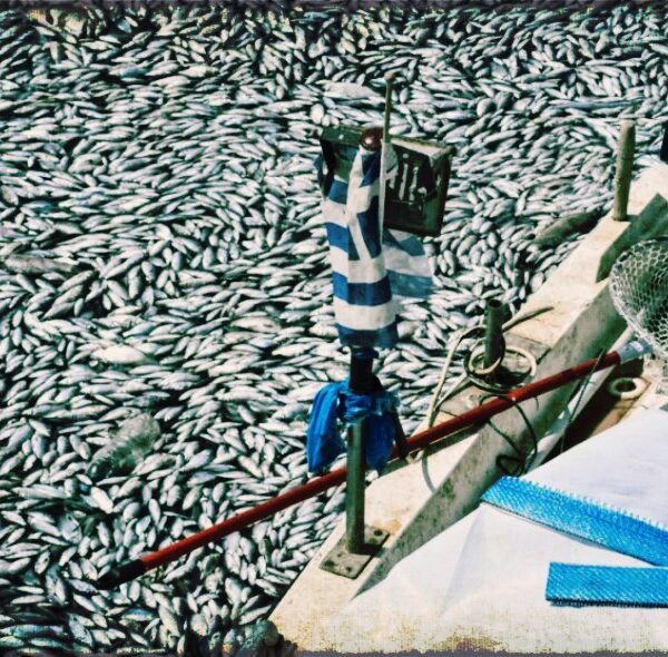 Η αφόρητη ψαρίλα του ελληνικού κράτους