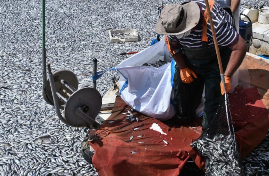 Νεκρά ψάρια: Μπαλάκι οι ευθύνες