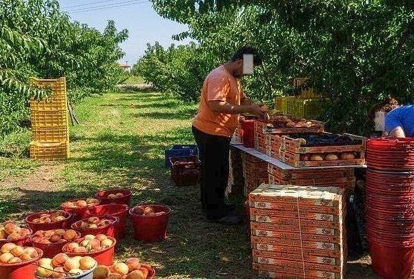 Καλλιεργητές σε απόγνωση: Παραμορφωμένα πυρηνόκαρπα σε 26.730 στρέμματα