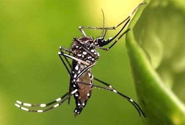 Ιός του Δυτικού Νείλου: Οκτώ θάνατοι και 22 κρούσματα την τελευταία εβδομάδα