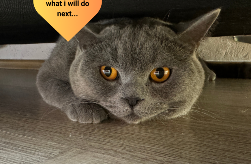 Ο πρώτος influencer… γάτος στην Ελλάδα