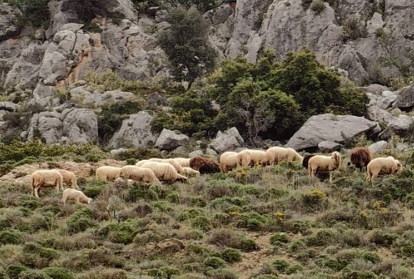 Συναγερμός για την ευλογιά των αιγοπροβάτων: Απαγορεύεται η μετακίνηση τους για δέκα ημέρες