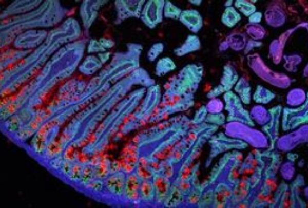 Ερευνητές δημιουργούν τον πρώτο Άτλαντα Ανθρώπινων Κυττάρων