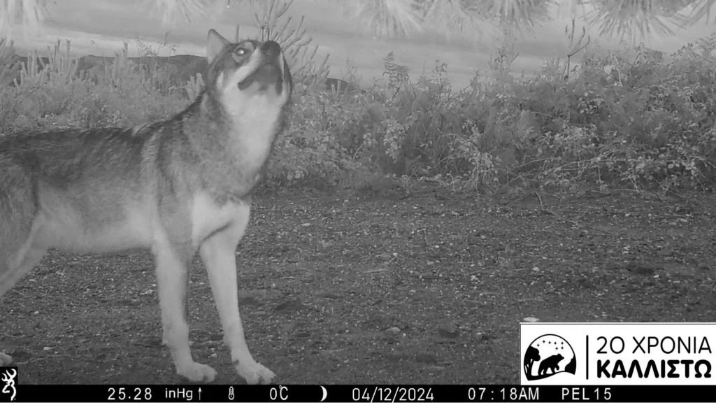 Οι λύκοι επιστρέψαν στην Πελοπόννησο για πρώτη φορά μετά το 1930