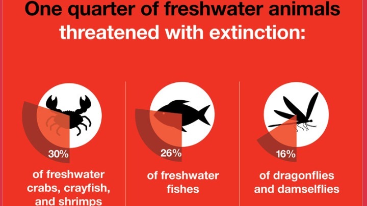 Το ένα τέταρτο των ειδών που ζουν στο γλυκό νερό απειλείται με εξαφάνιση