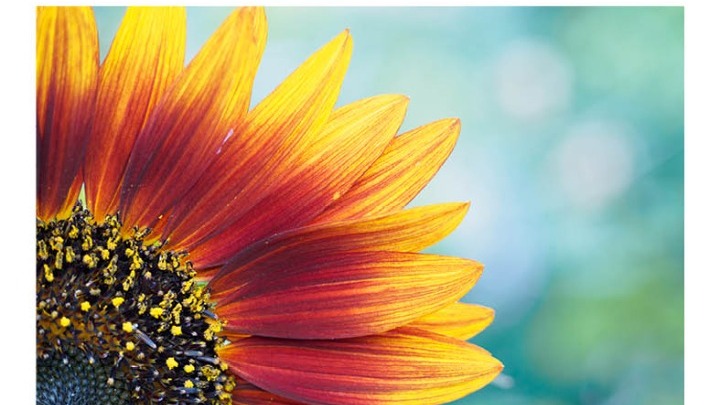 Ατομική έκθεση φωτογραφίας της Δέσποινας Κατσώχη με τίτλο «ΑνθίΖΩ»