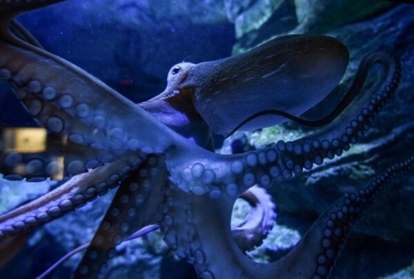 «Octopus!»: Ντοκιμαντέρ για το γιγάντιο χταπόδι του Ειρηνικού