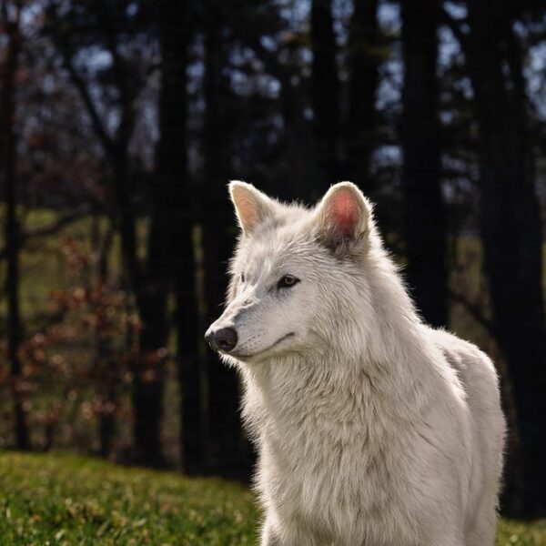 “Επέστρεψε” όντως ο ανταρόλυκος;