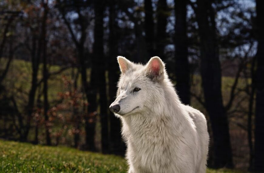“Επέστρεψε” όντως ο ανταρόλυκος;