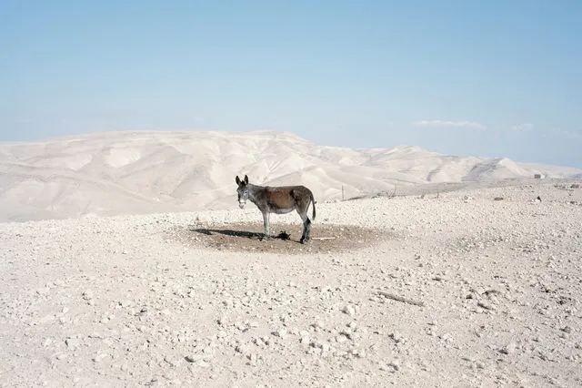 «Why Look at Animals? Δικαιοσύνη για τη μη ανθρώπινη ζωή»