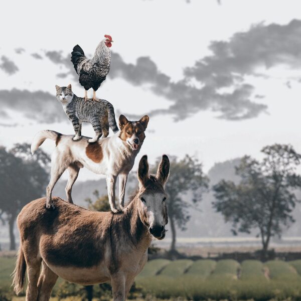Image by TeeFarm on Pixabay