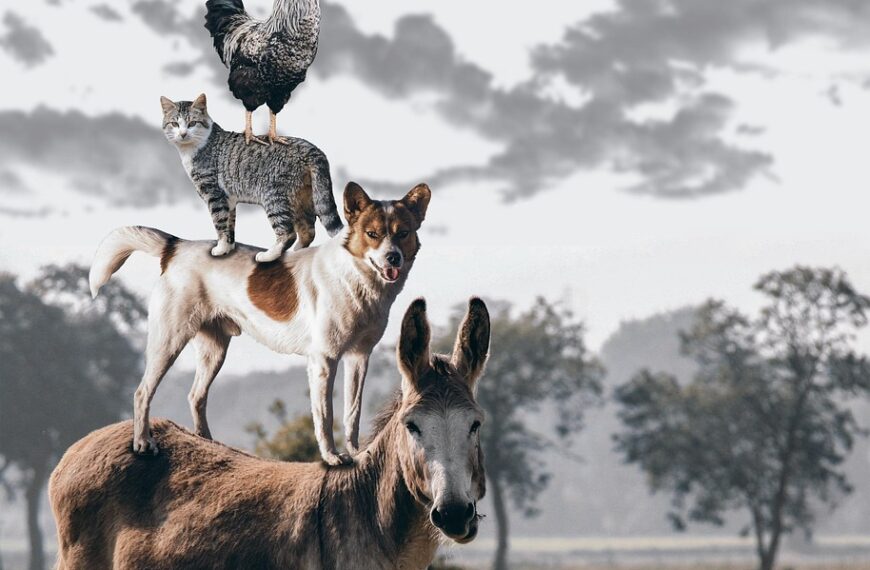 Image by TeeFarm on Pixabay