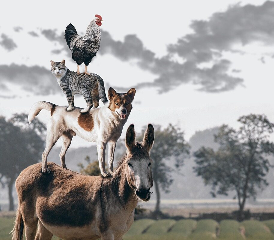 Image by TeeFarm on Pixabay