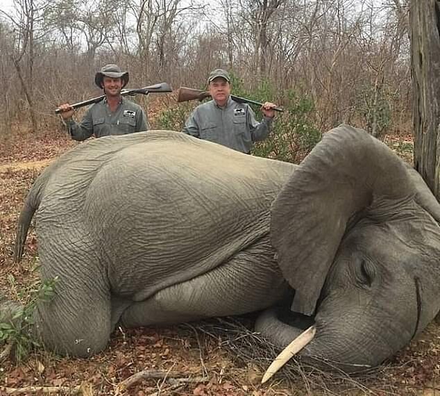 Ας μην ξεχάσουμε ποτέ το δίχρονο ελεφαντάκι και τους δολοφόνους του…