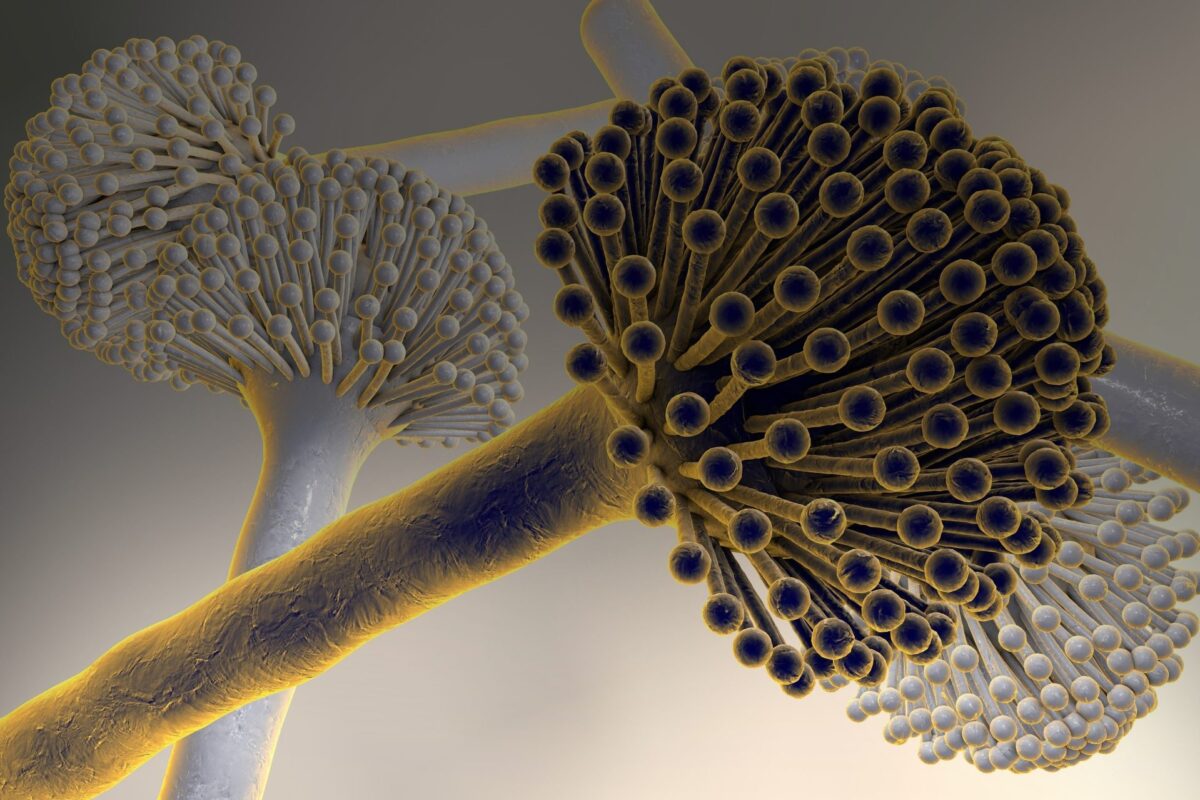 Aspergillus: Ο τρομακτικός μύκητας που μπορεί να μας «φάει από μέσα προς τα…