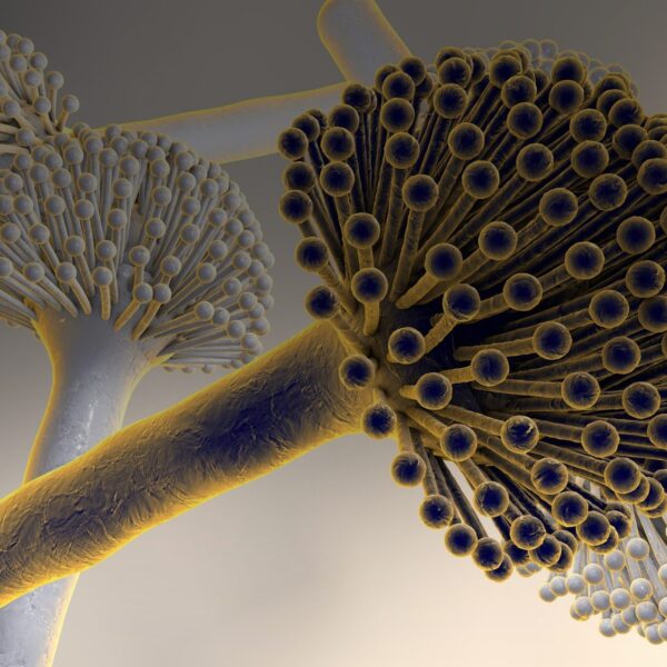 Aspergillus: Ο τρομακτικός μύκητας που μπορεί να μας «φάει από μέσα προς&hellip;