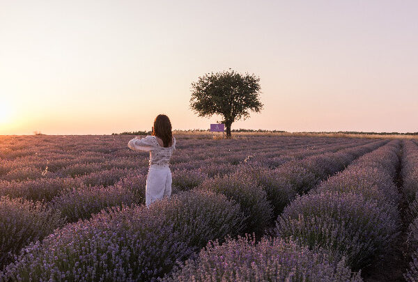 Χωράφια λεβάντας στο Μεσημέρι Θεσσαλονίκης