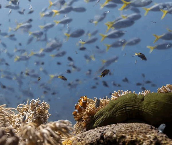 Παγκόσμια Ημέρα Περιβάλλοντος / Σώστε τους ωκεανούς τώρα: Η έκκληση του Ντέιβιντ Αττενμπόρο και η ευκαιρία των ηγετών στον ΟΗΕ