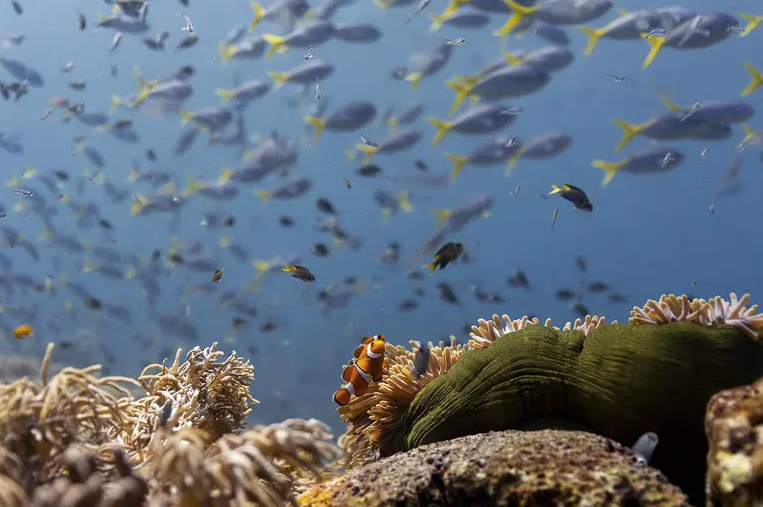 Παγκόσμια Ημέρα Περιβάλλοντος / Σώστε τους ωκεανούς τώρα: Η έκκληση του Ντέιβιντ Αττενμπόρο και η ευκαιρία των ηγετών στον ΟΗΕ