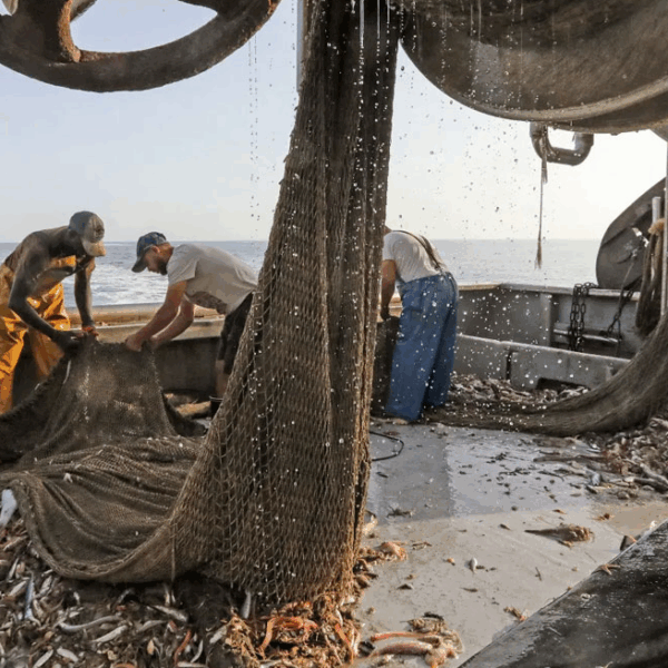 Η αθέατη καταστροφή των βυθών και η κραυγή του David Attenborough για&hellip;