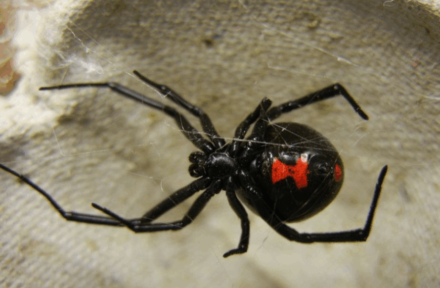 Τσίμπημα από «μαύρη χήρα» – Πόσο επικίνδυνη είναι η δηλητηριώδης αράχνη;