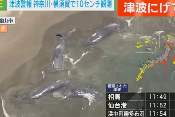 Ιαπωνία: Δεκάδες φάλαινες ξεβράζονται στις ακτές της Ιαπωνίας μετά τον σεισμό και το τσουνάμι