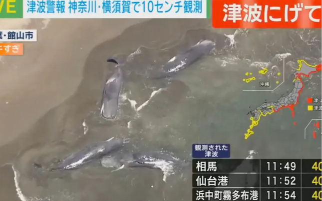 Ιαπωνία: Δεκάδες φάλαινες ξεβράζονται στις ακτές της Ιαπωνίας μετά τον σεισμό και το&hellip;