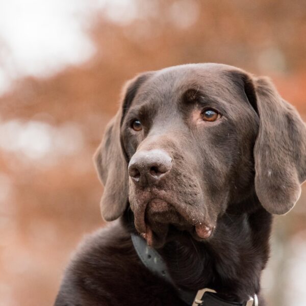 Image by RebeccasPictures on Pixabay