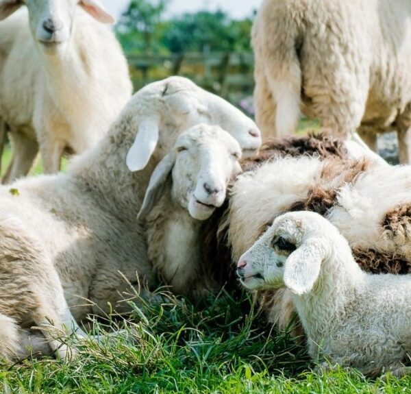 Σκάνδαλο ΟΠΕΚΕΠΕ: «Βούλιαξε» η Κρήτη με… 7,8 εκατ. αιγοπρόβατα – Αναζητούνται τρόποι&hellip;