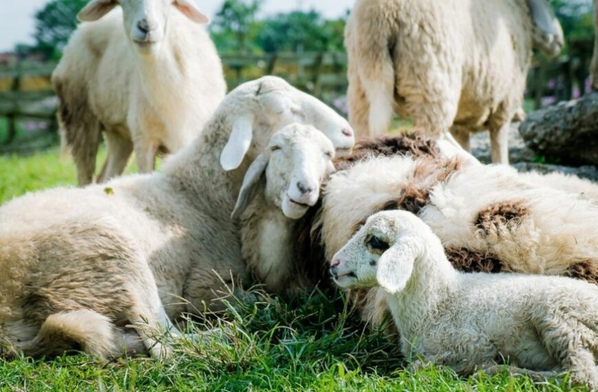 Σκάνδαλο ΟΠΕΚΕΠΕ: «Βούλιαξε» η Κρήτη με… 7,8 εκατ. αιγοπρόβατα – Αναζητούνται τρόποι να «μαζευτούν» οι πλαστοί αριθμοί