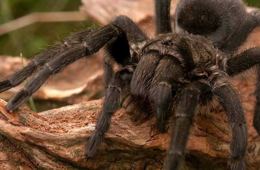 Κολωνία: 1.500 νεαρές ταραντούλες κρυμμένες σε κουτιά με κέικ