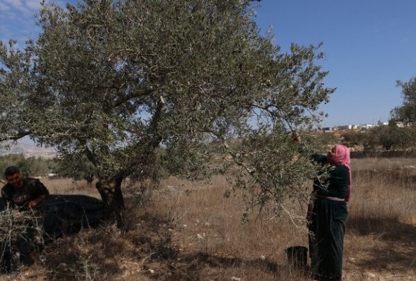 Μπουλντόζες ξεριζώνουν ελαιόδεντρα στη Δυτική Όχθη – καταγγελίες για εκτοπισμούς Παλαιστινίων