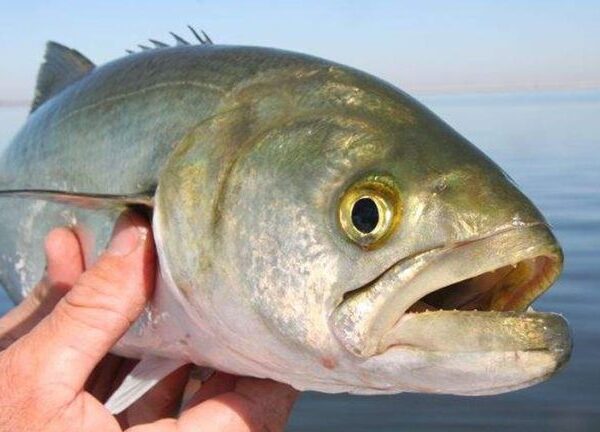 «Τρελάθηκαν» τα ψάρια σε λιμάνι της Εύβοιας – Πως εξηγείται το φαινόμενο&hellip;