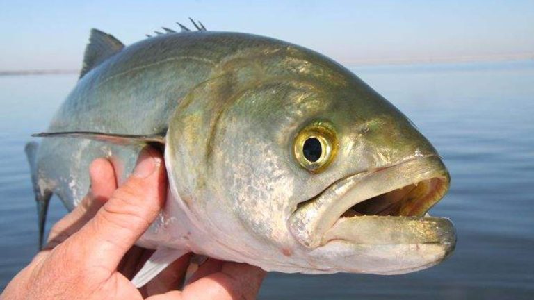 «Τρελάθηκαν» τα ψάρια σε λιμάνι της Εύβοιας – Πως εξηγείται το φαινόμενο (vid)