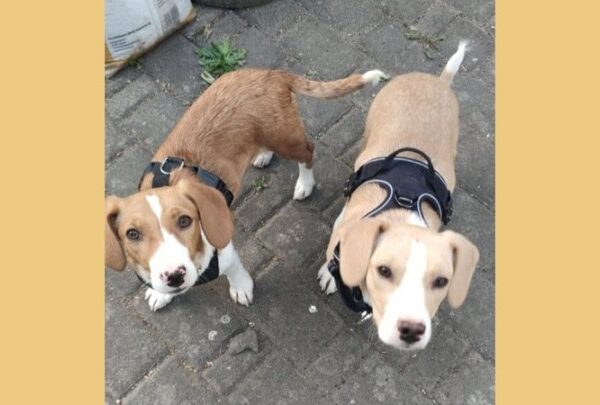 Χαμηλά ποσοστά στειρώσεων και «ταβάνι» στον εθελοντισμό: Το&hellip;