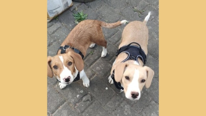 Θεσσαλονίκη: Από τους δρόμους σε ζεστά σπίτια – Η ιστορία 130 αδέσποτων&hellip;