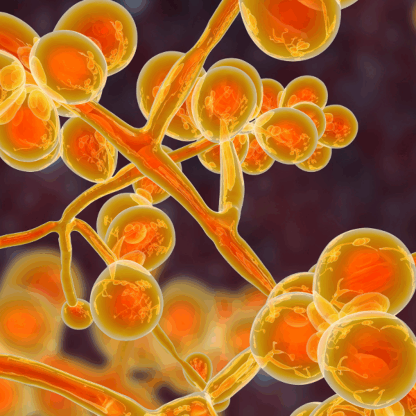 Candida auris: Ένας ανθεκτικός στα φάρμακα μύκητας εξαπλώνεται «ταχέως» στα νοσοκομεία της&hellip;