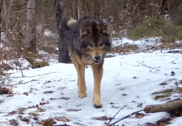 Σπύρος Ψαρούδας / Η συνύπαρξη με τα μεγάλα σαρκοφάγα είναι εφικτή