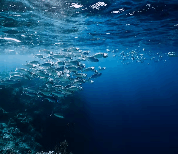 Παγκόσμια Συνθήκη για τους Ωκεανούς: Ιστορική στιγμή για την προστασία των θαλασσών