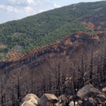 Αναδασώσεις: Γιατί όχι βραδύκαυστα πλατύφυλλα;