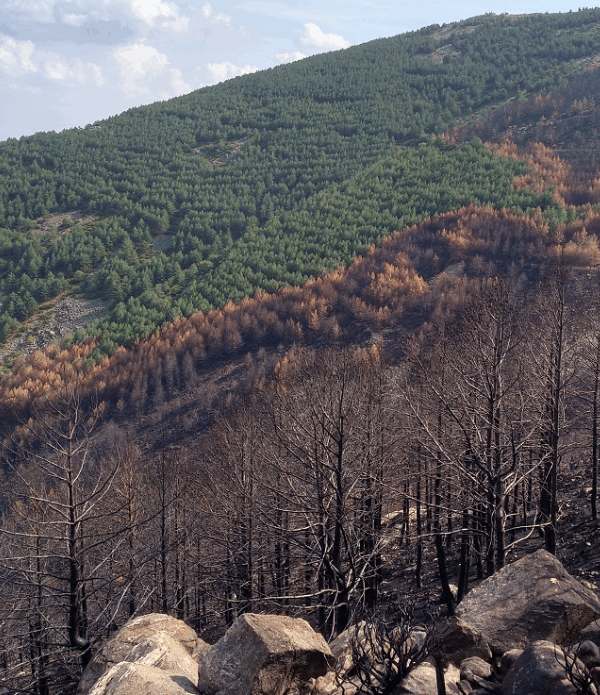 Αναδασώσεις: Γιατί όχι βραδύκαυστα πλατύφυλλα;